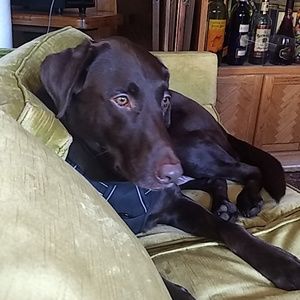 Meet your Posher, Donna